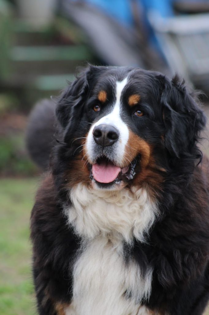 Ruby du hameau de Vertamise