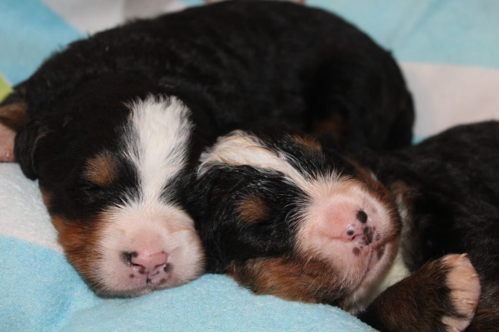 chiot Bouvier Bernois Du Domaine Des Palleteaux