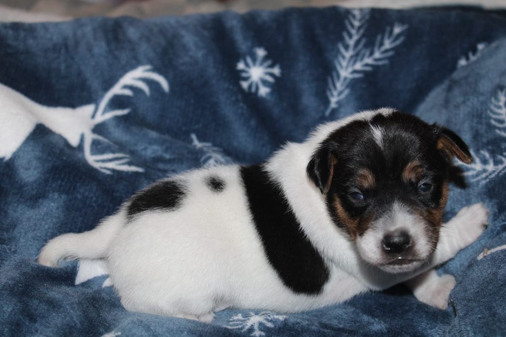 Du Domaine Des Palleteaux - Chiots disponibles - Parson Russell Terrier