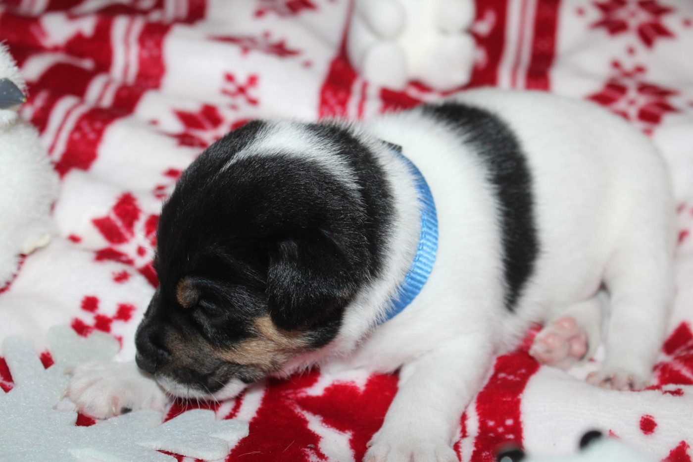 Du Domaine Des Palleteaux - Chiots disponibles - Parson Russell Terrier