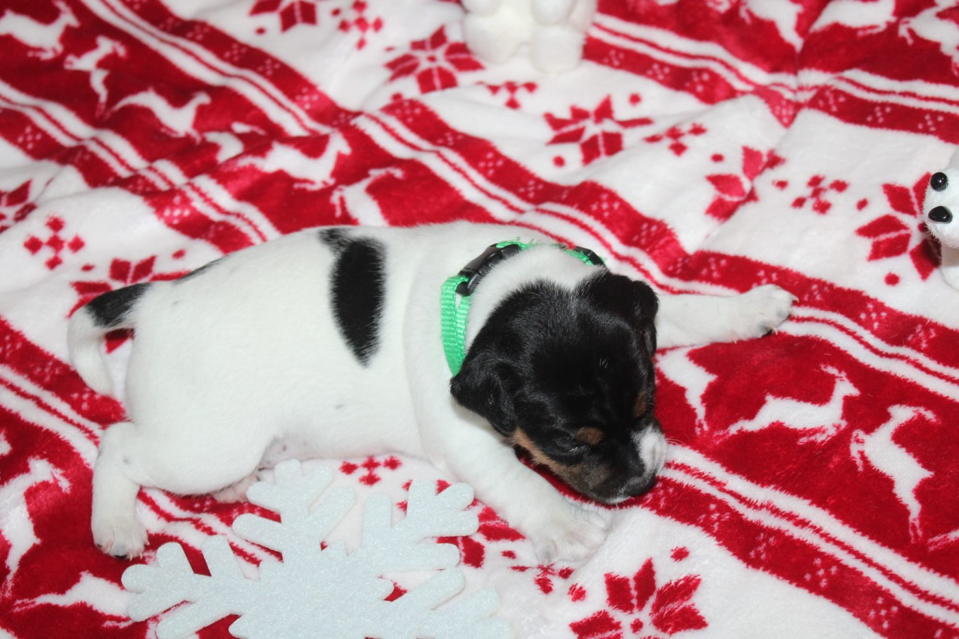 Du Domaine Des Palleteaux - Chiots disponibles - Parson Russell Terrier