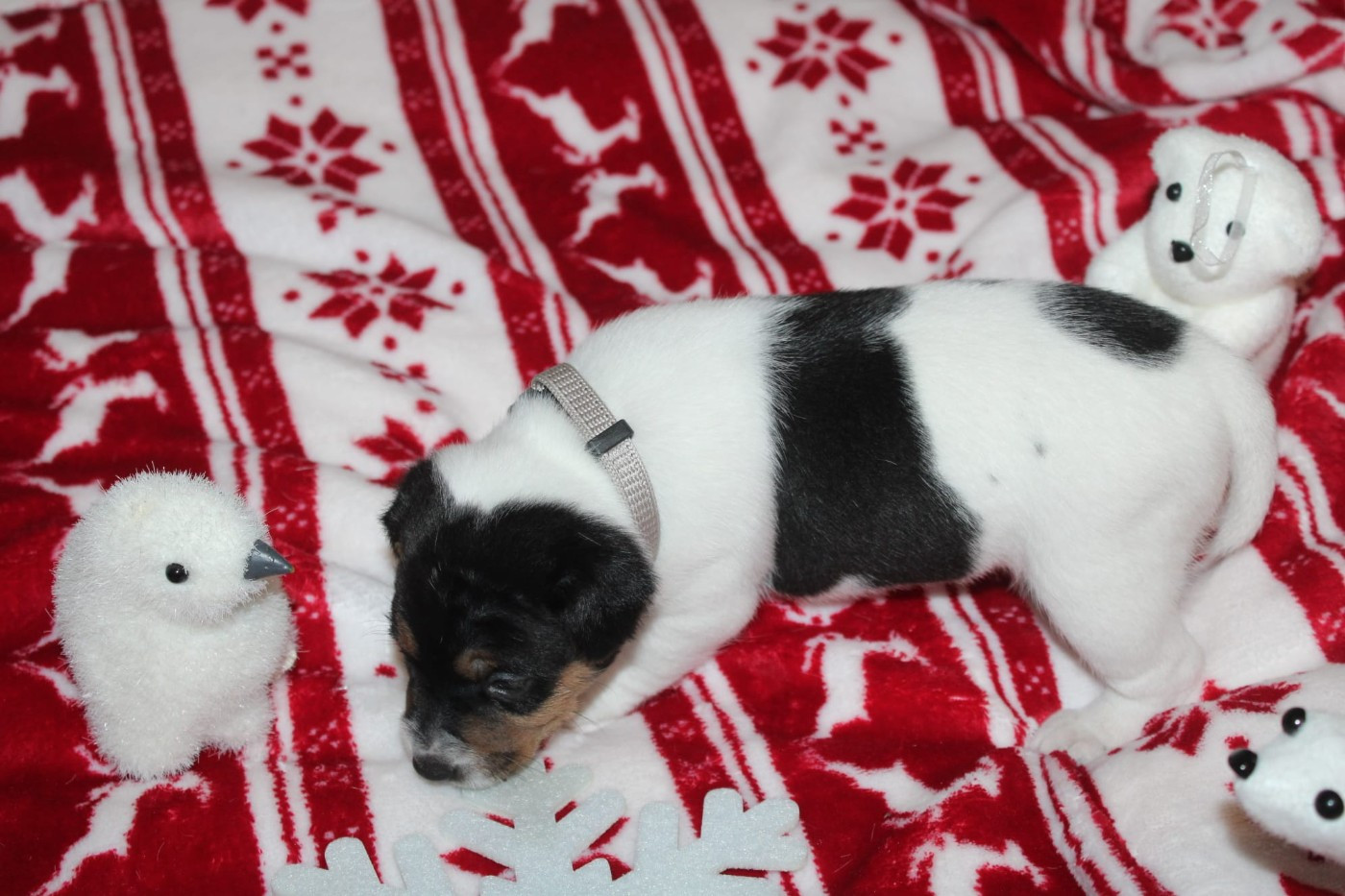 Du Domaine Des Palleteaux - Chiots disponibles - Parson Russell Terrier