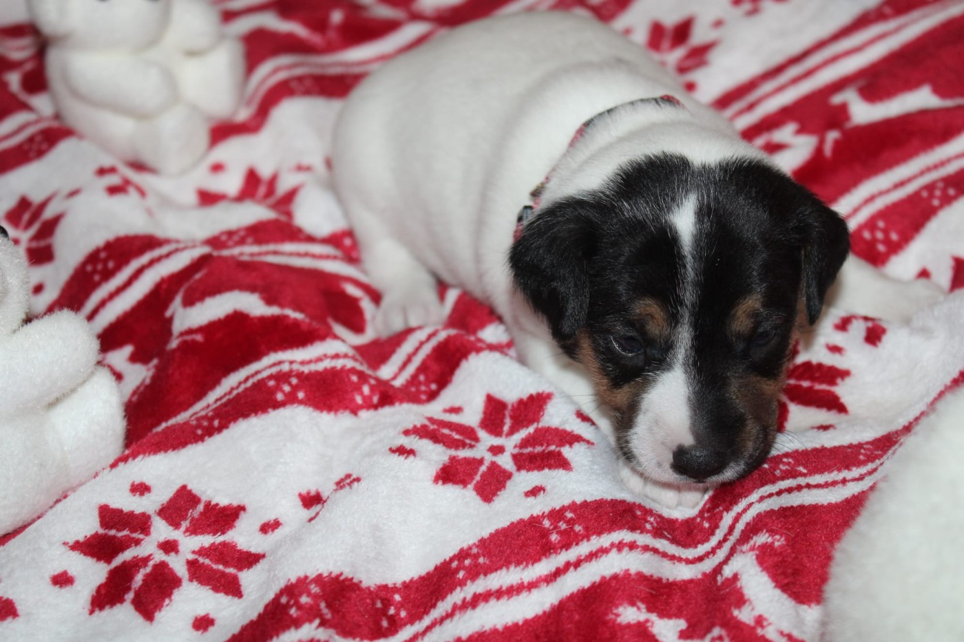 Du Domaine Des Palleteaux - Chiots disponibles - Parson Russell Terrier