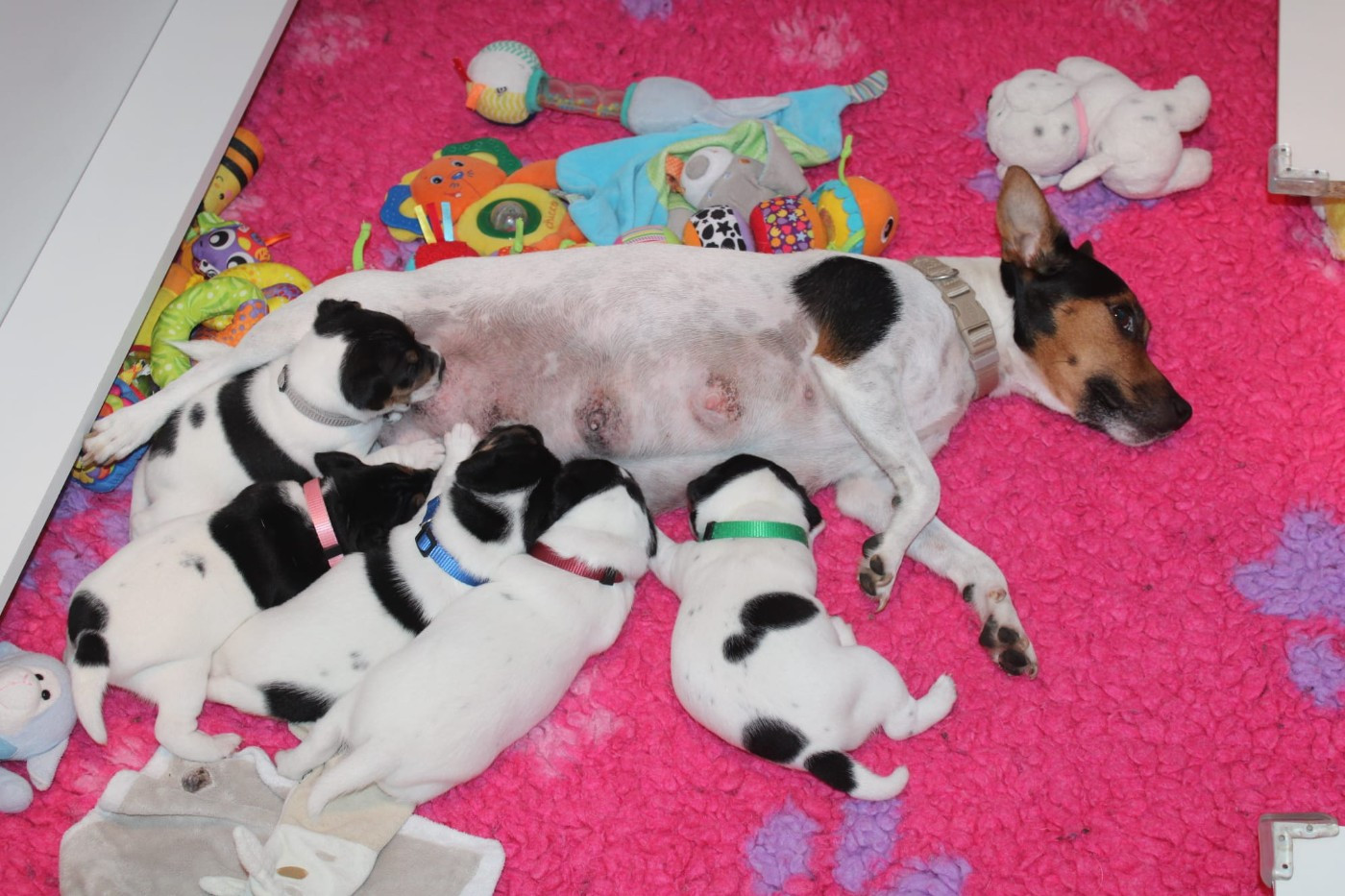 Du Domaine Des Palleteaux - Parson Russell Terrier - Portée née le 15/11/2025