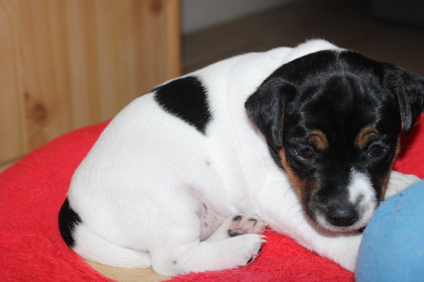 Du Domaine Des Palleteaux - Chiots disponibles - Parson Russell Terrier
