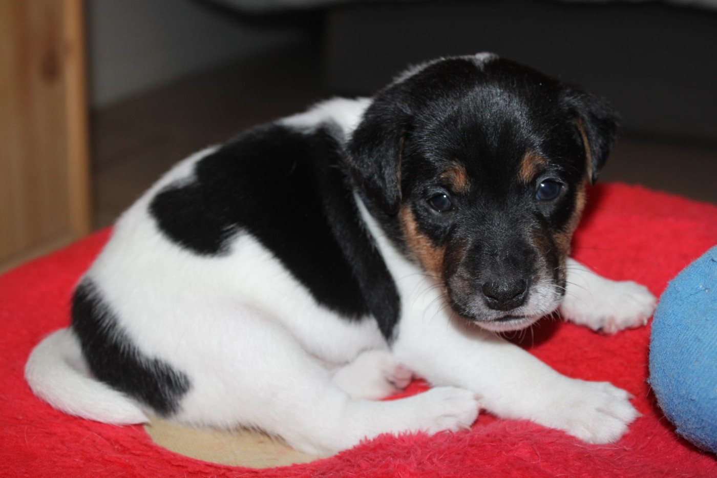 Du Domaine Des Palleteaux - Chiots disponibles - Parson Russell Terrier