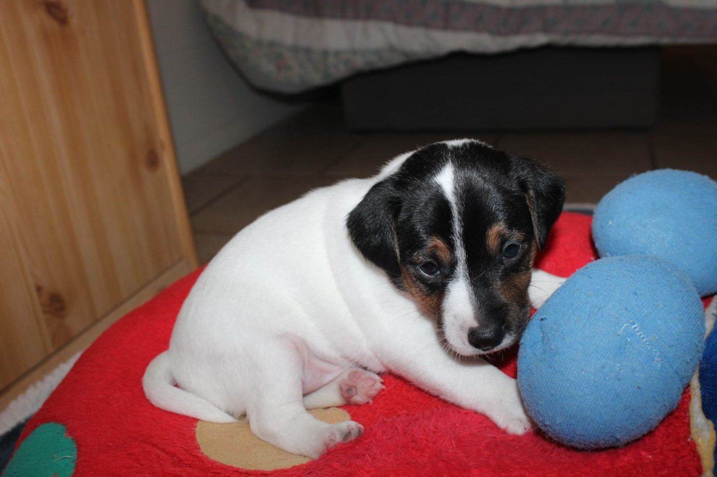 Du Domaine Des Palleteaux - Chiots disponibles - Parson Russell Terrier