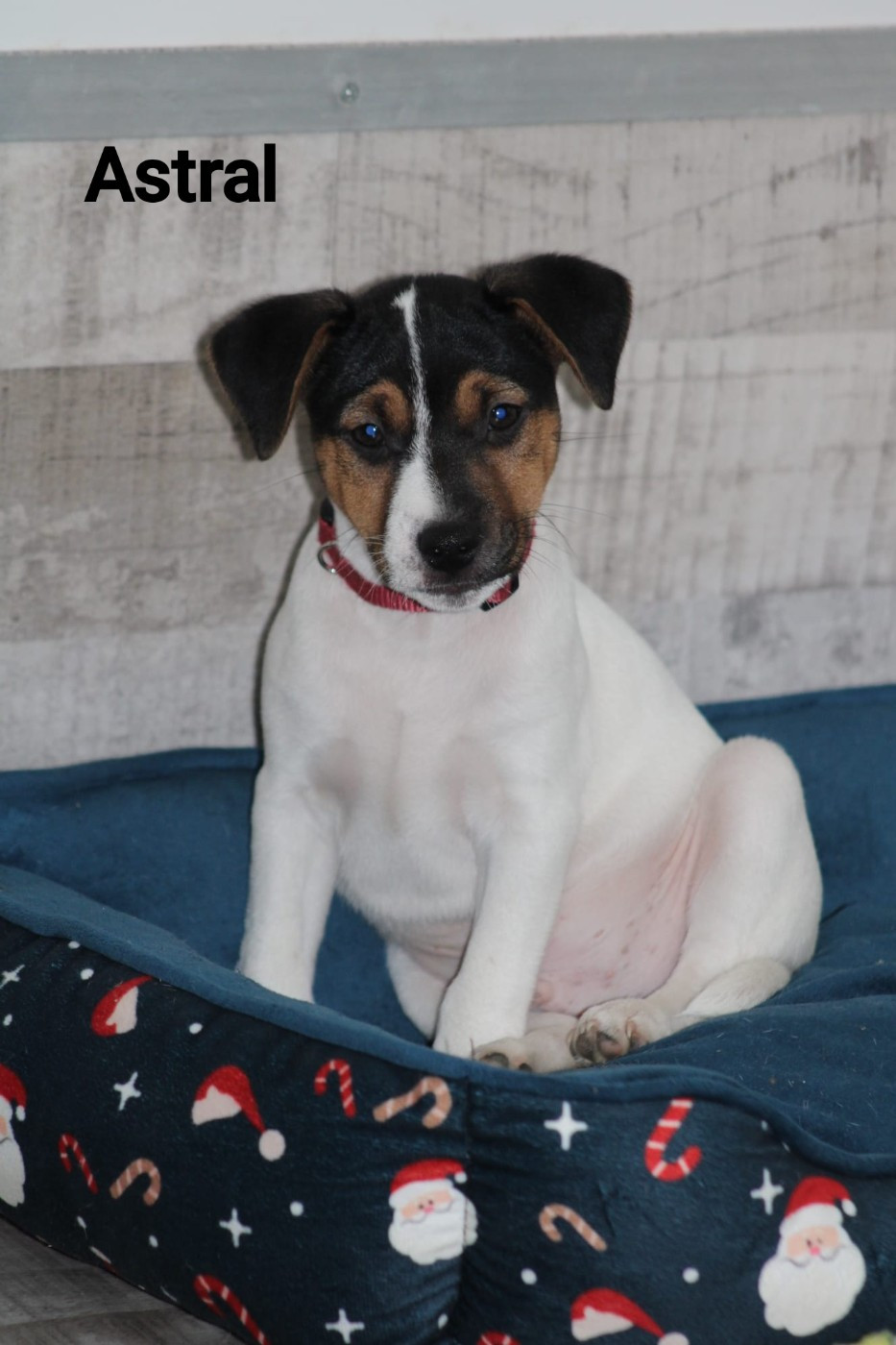 Du Domaine Des Palleteaux - Chiots disponibles - Parson Russell Terrier