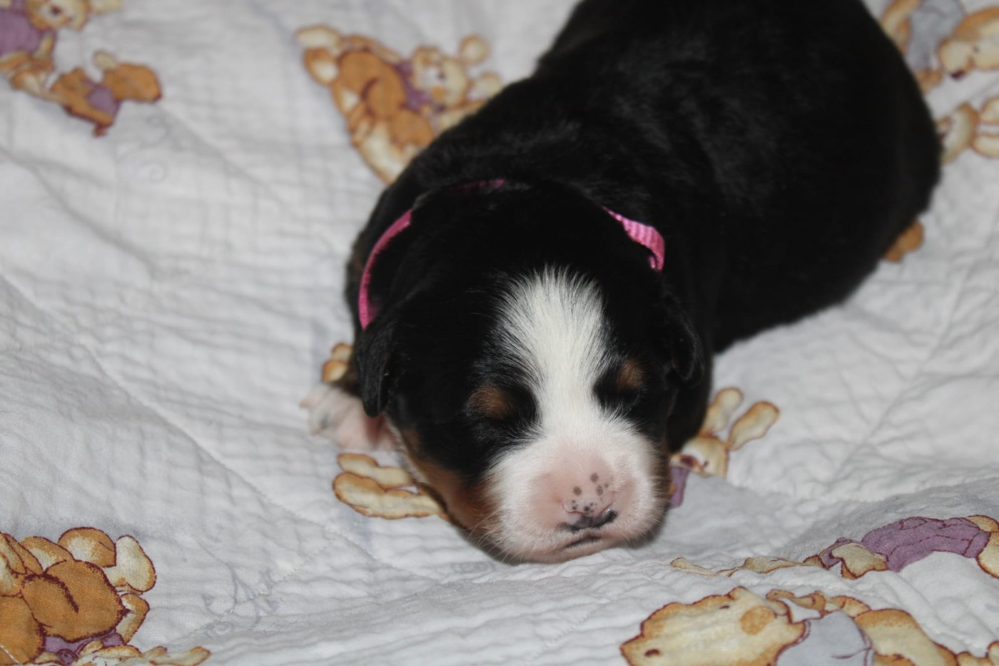 Du Domaine Des Palleteaux - Bouvier Bernois - Portée née le 26/02/2026