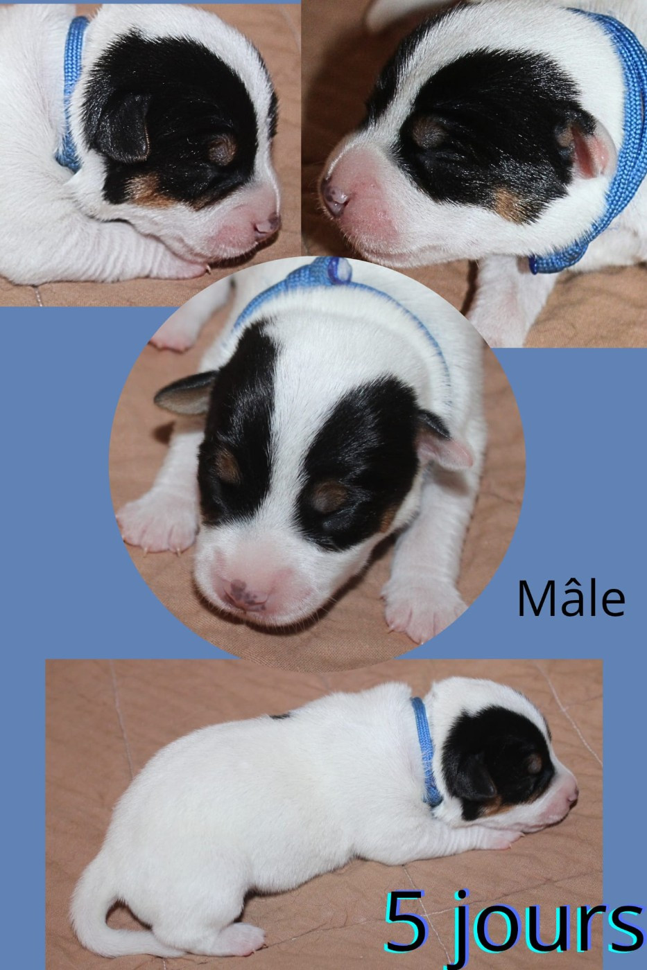 Du Domaine Des Palleteaux - Chiots disponibles - Parson Russell Terrier
