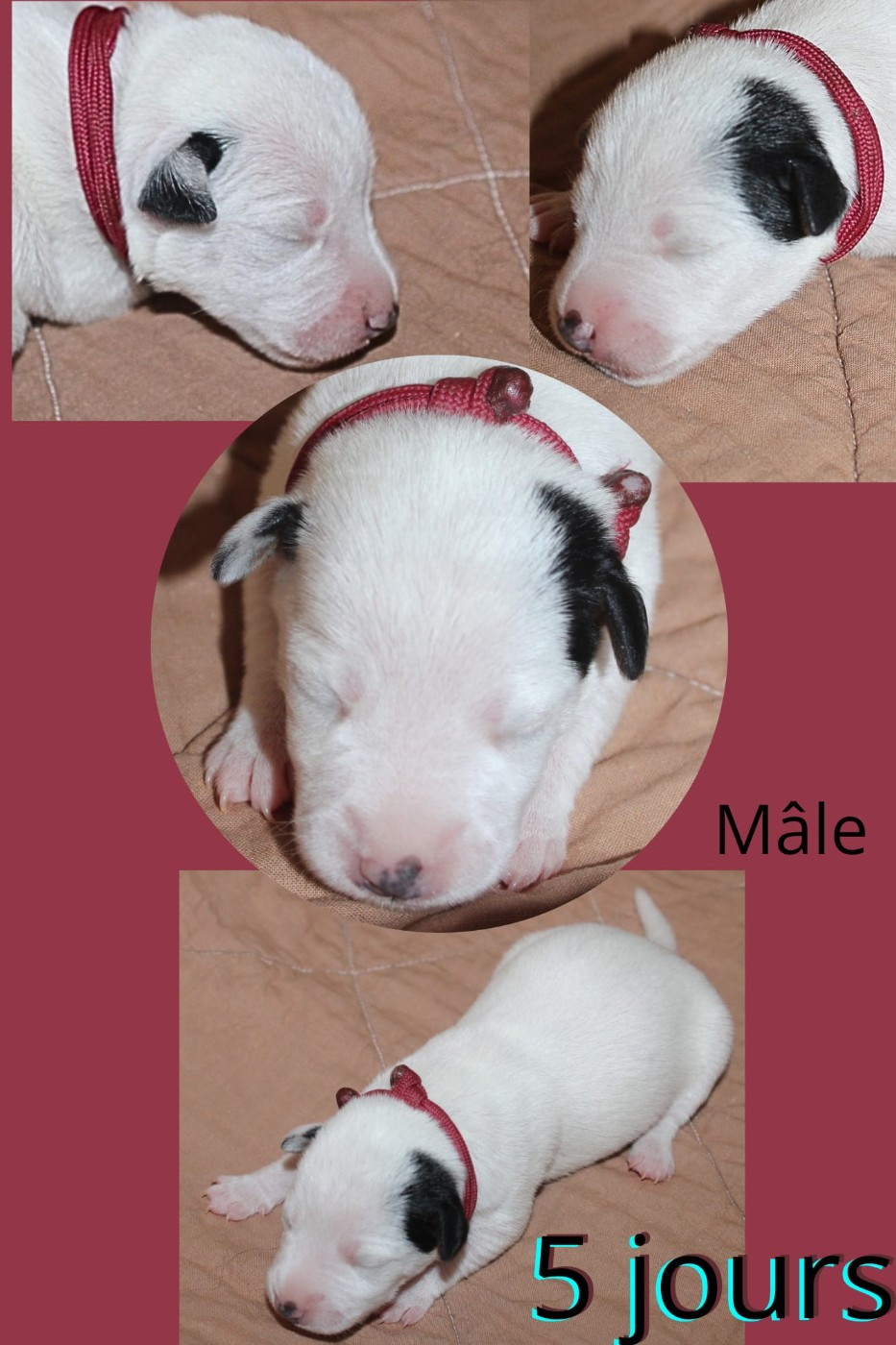 Du Domaine Des Palleteaux - Chiots disponibles - Parson Russell Terrier