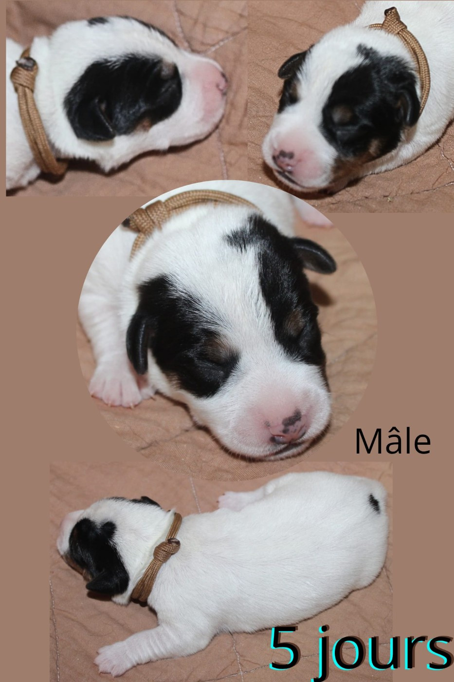 Du Domaine Des Palleteaux - Chiots disponibles - Parson Russell Terrier