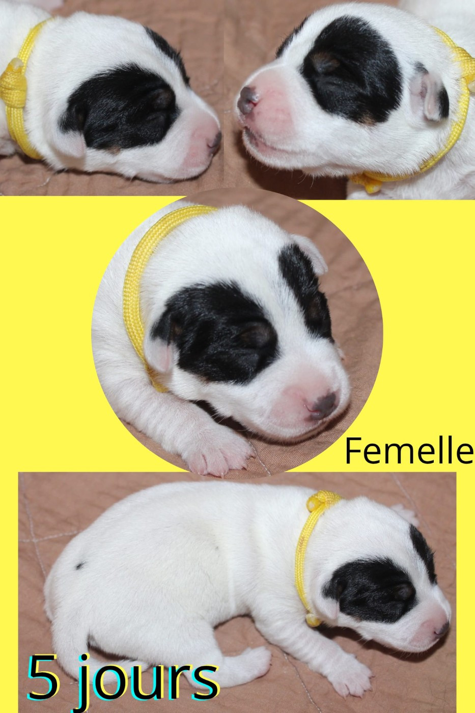 Du Domaine Des Palleteaux - Chiots disponibles - Parson Russell Terrier
