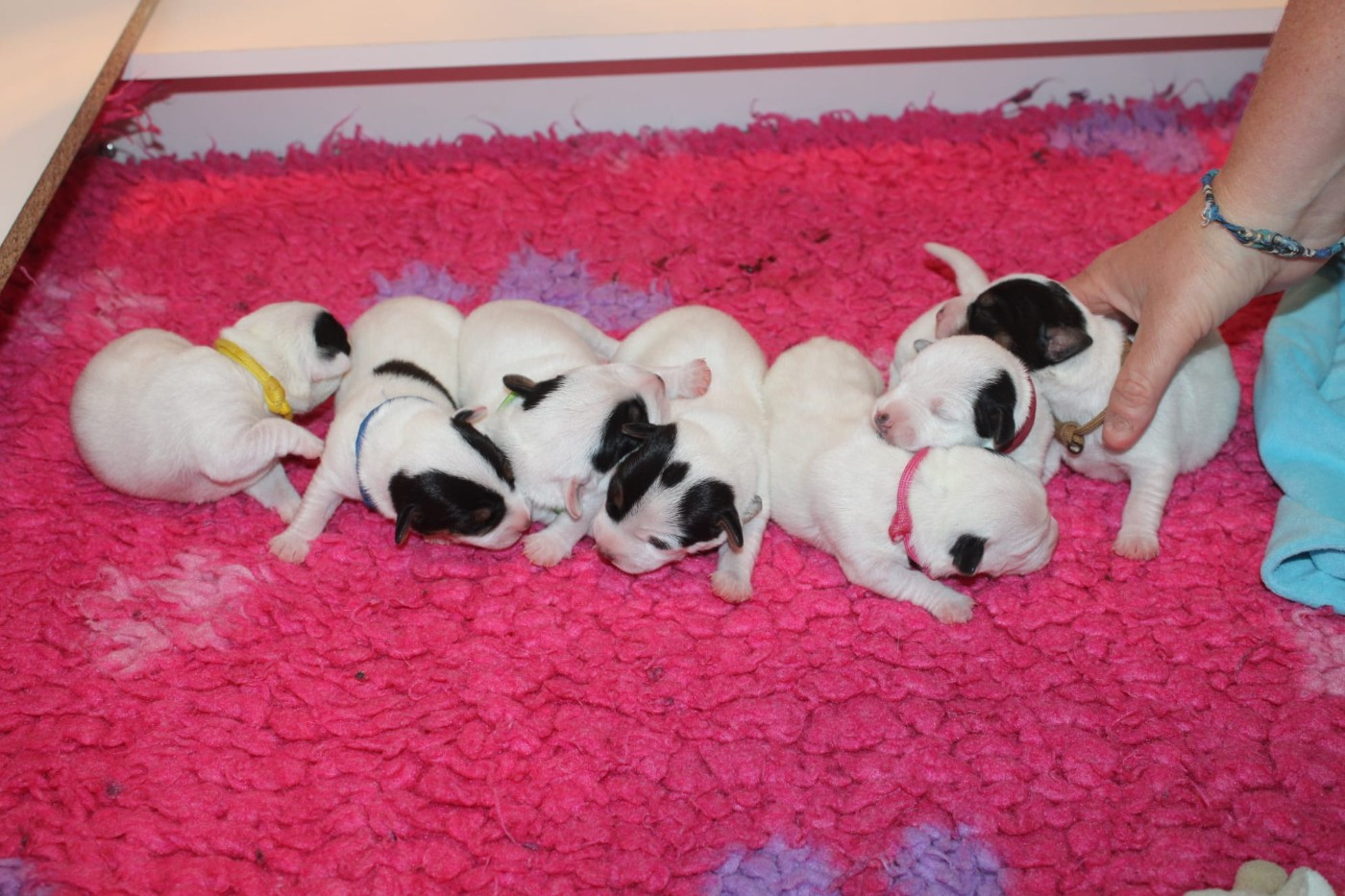Chiot Parson Russell Terrier Du Domaine Des Palleteaux