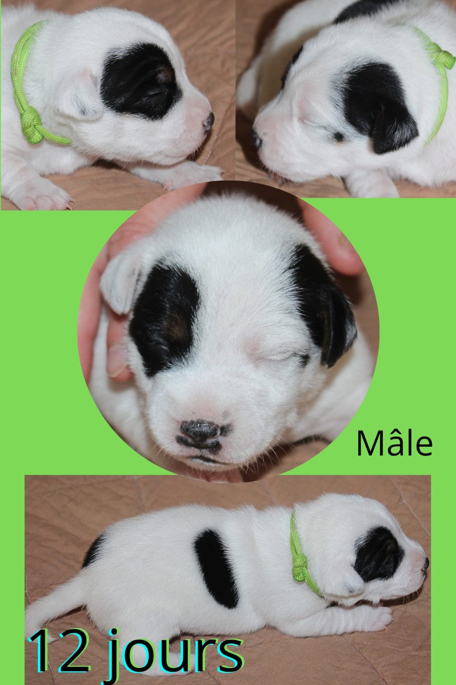 Du Domaine Des Palleteaux - Chiots disponibles - Parson Russell Terrier