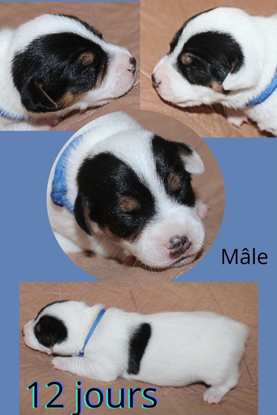 Du Domaine Des Palleteaux - Chiots disponibles - Parson Russell Terrier
