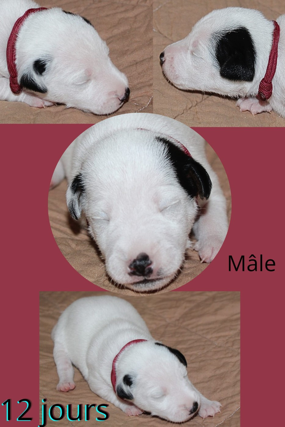 Du Domaine Des Palleteaux - Chiots disponibles - Parson Russell Terrier