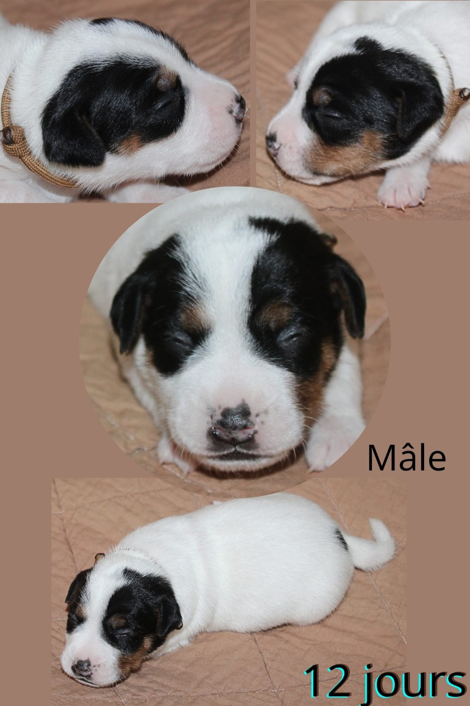 Du Domaine Des Palleteaux - Chiots disponibles - Parson Russell Terrier
