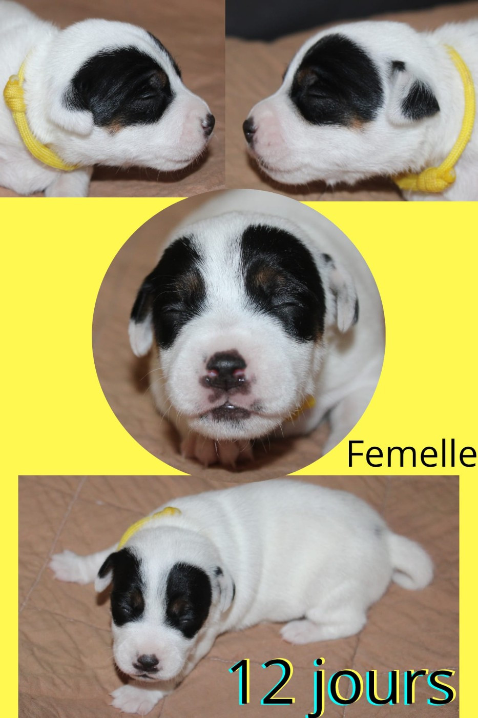 Du Domaine Des Palleteaux - Chiots disponibles - Parson Russell Terrier