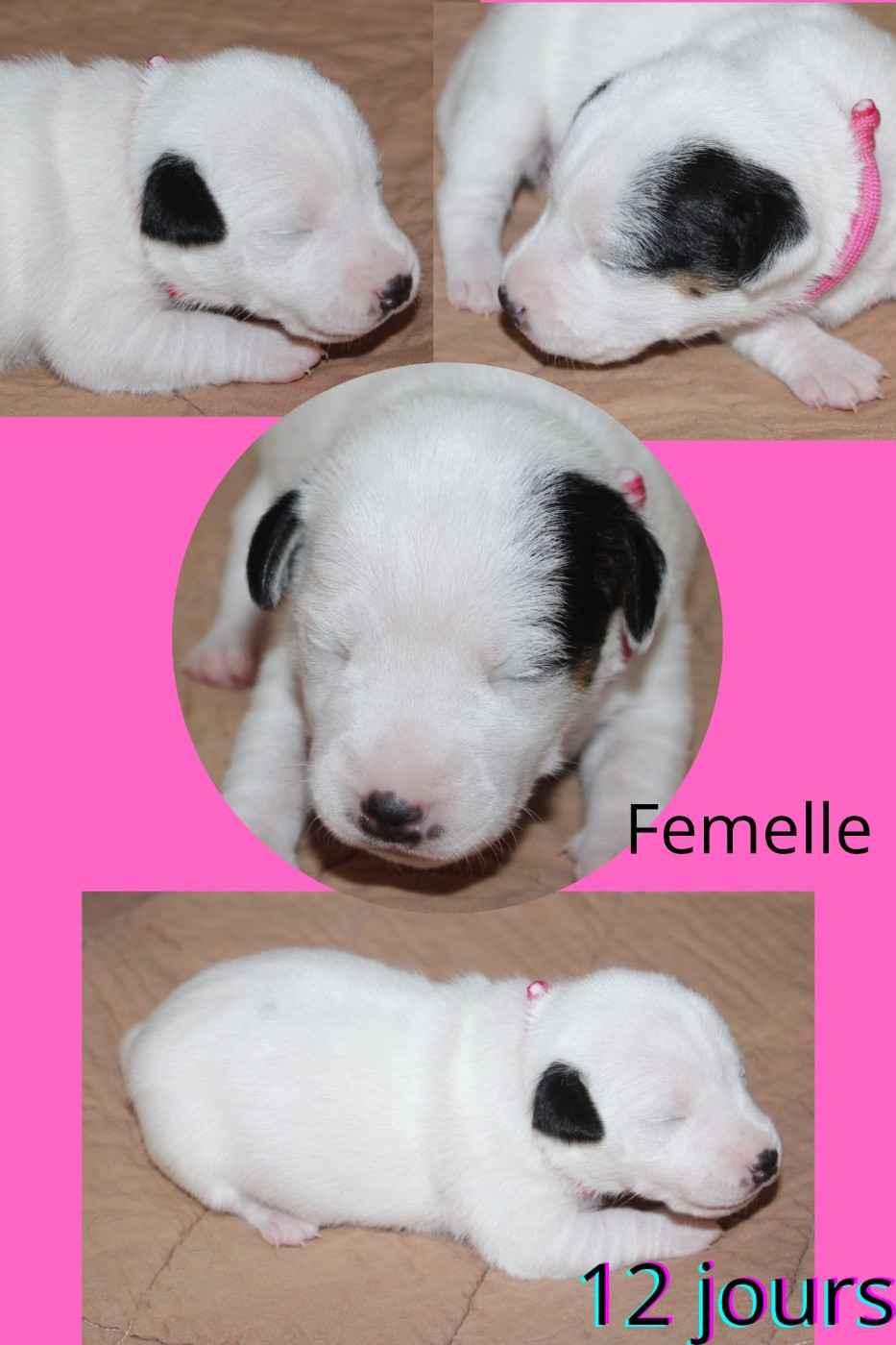 Du Domaine Des Palleteaux - Chiots disponibles - Parson Russell Terrier