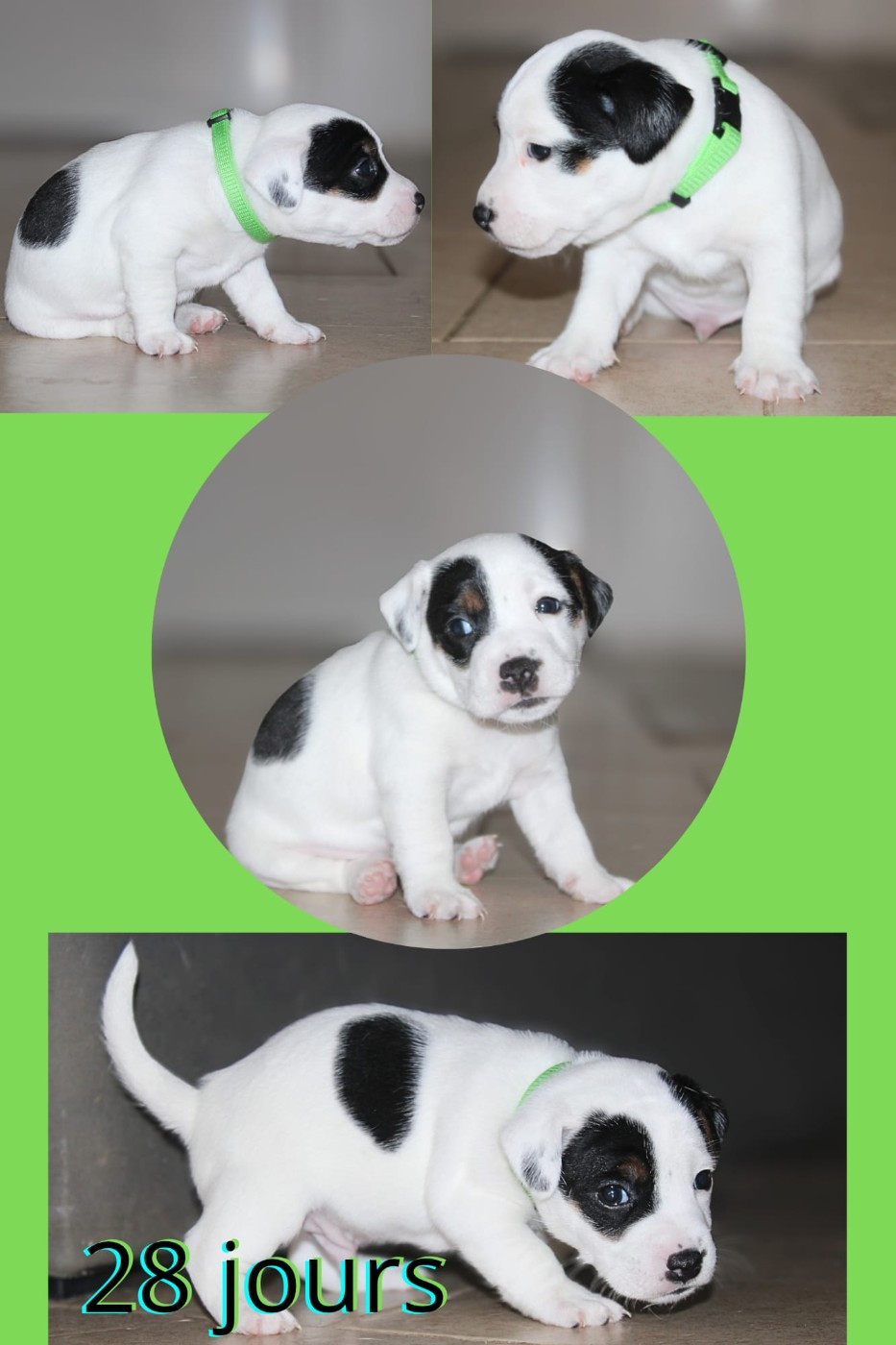 Du Domaine Des Palleteaux - Chiots disponibles - Parson Russell Terrier