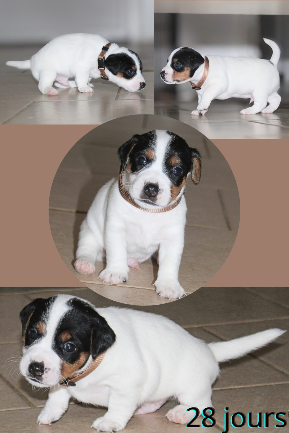 Du Domaine Des Palleteaux - Chiots disponibles - Parson Russell Terrier