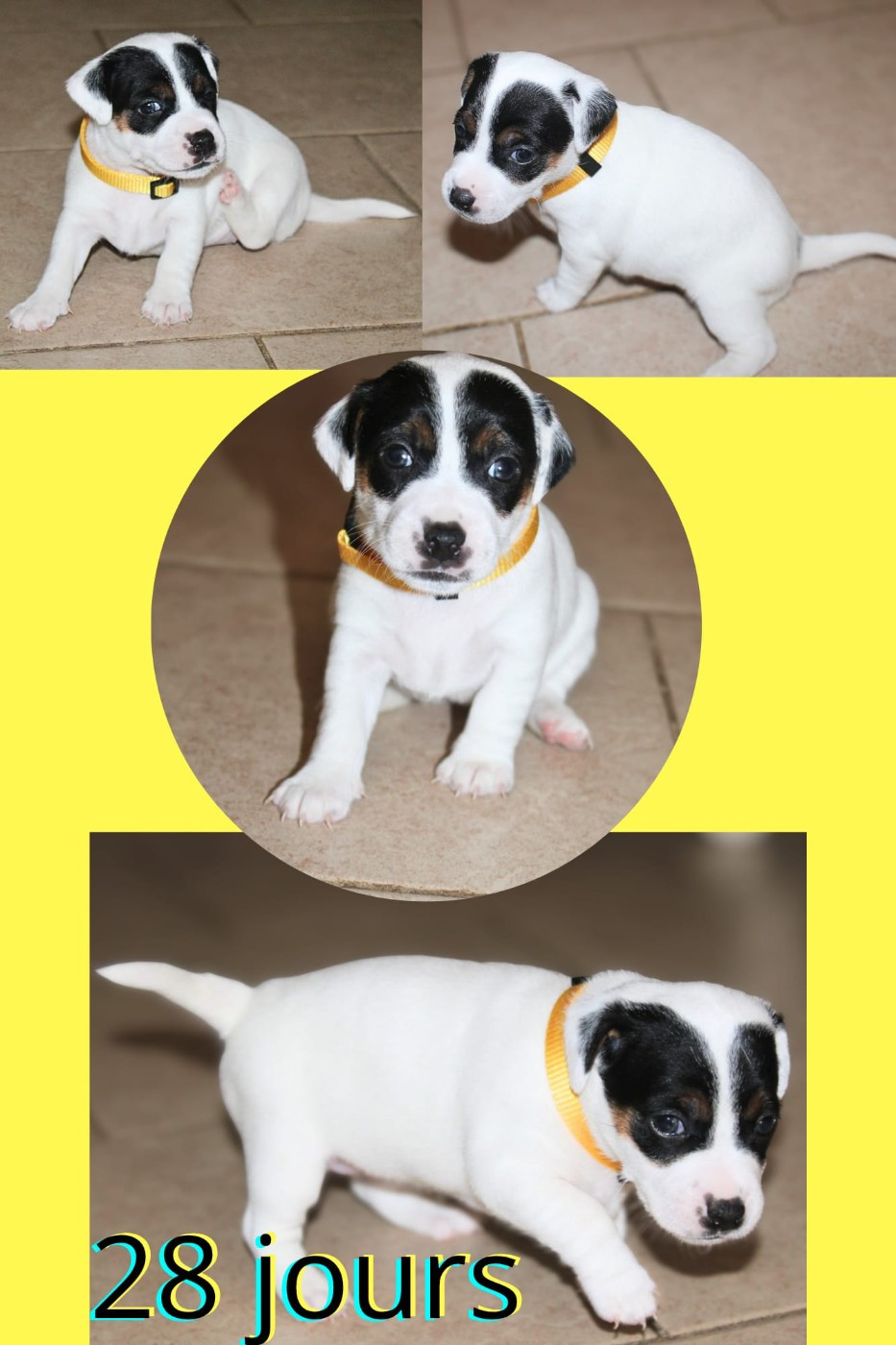 Du Domaine Des Palleteaux - Chiots disponibles - Parson Russell Terrier