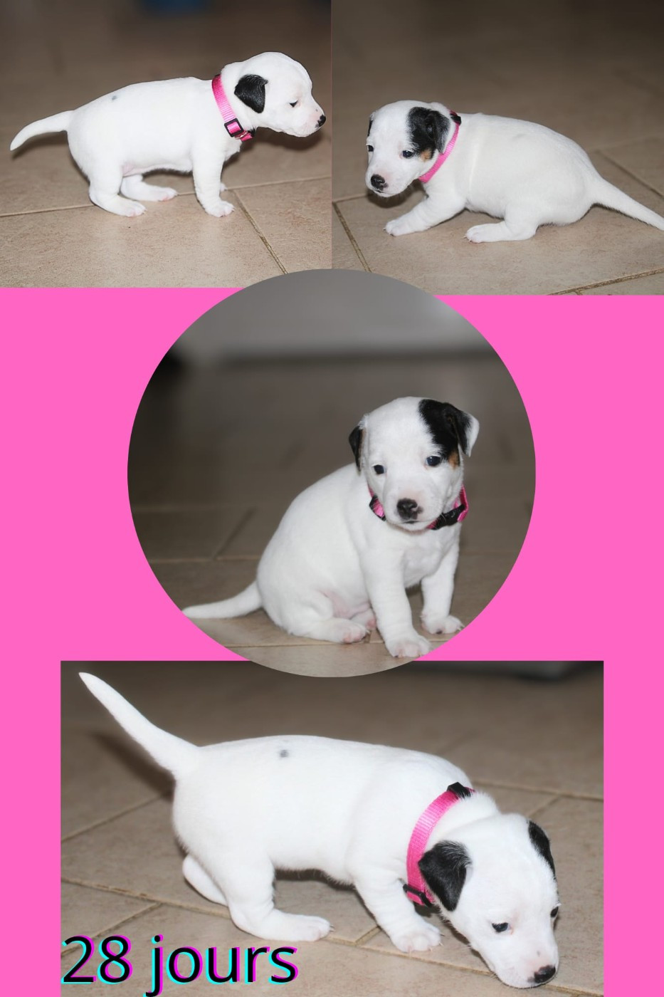 Du Domaine Des Palleteaux - Chiots disponibles - Parson Russell Terrier