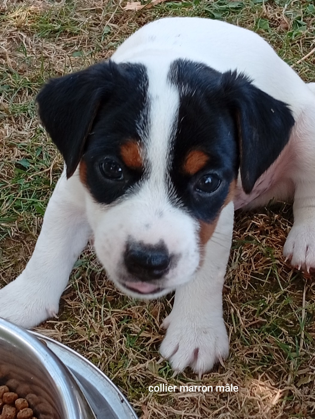 Du Domaine Des Palleteaux - Chiots disponibles - Parson Russell Terrier