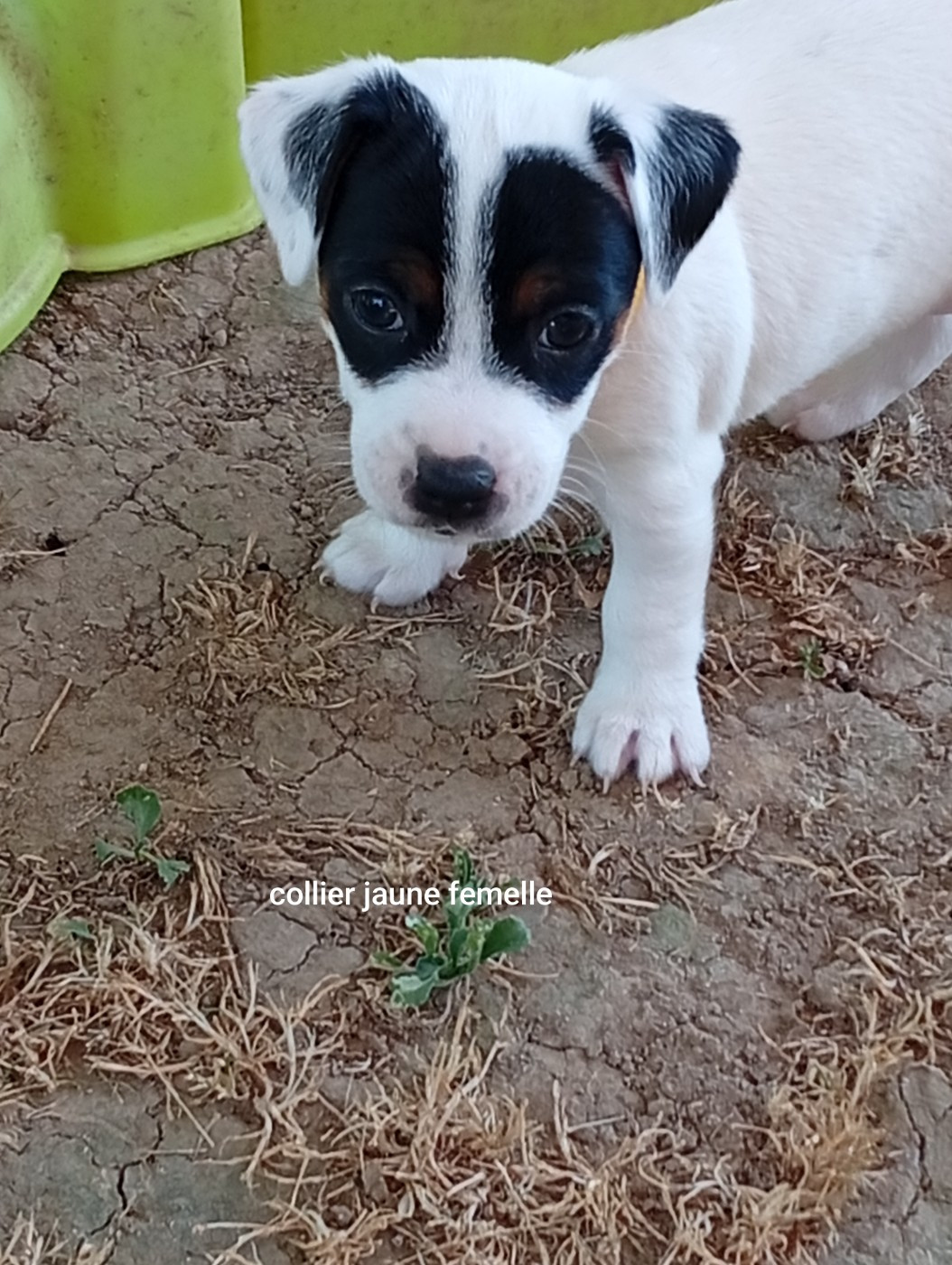Du Domaine Des Palleteaux - Chiots disponibles - Parson Russell Terrier