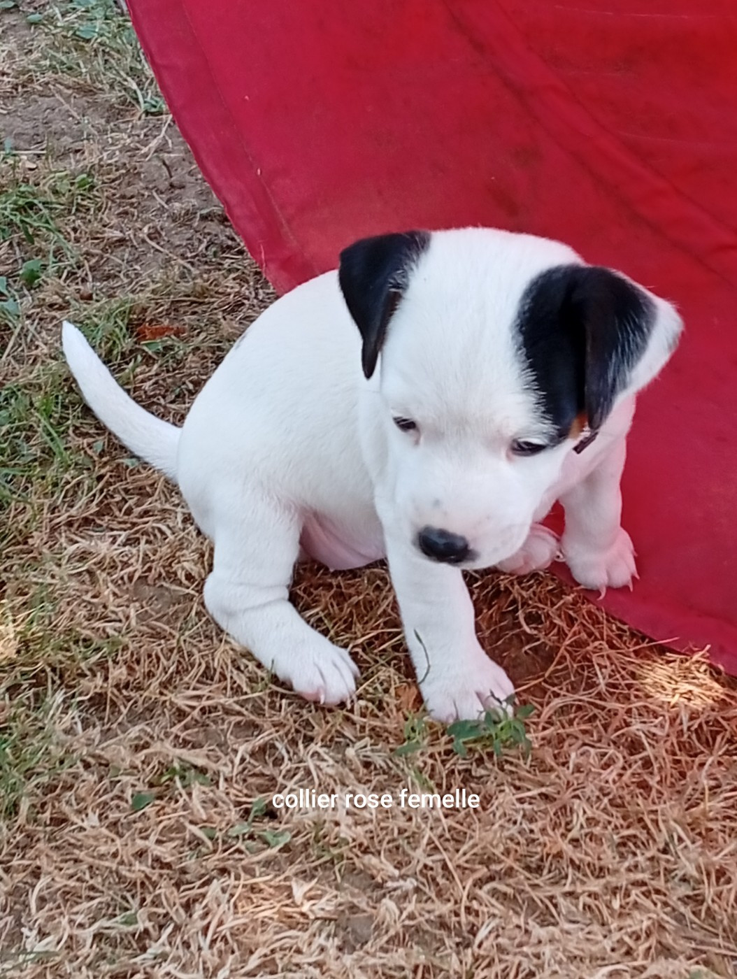 Du Domaine Des Palleteaux - Chiots disponibles - Parson Russell Terrier
