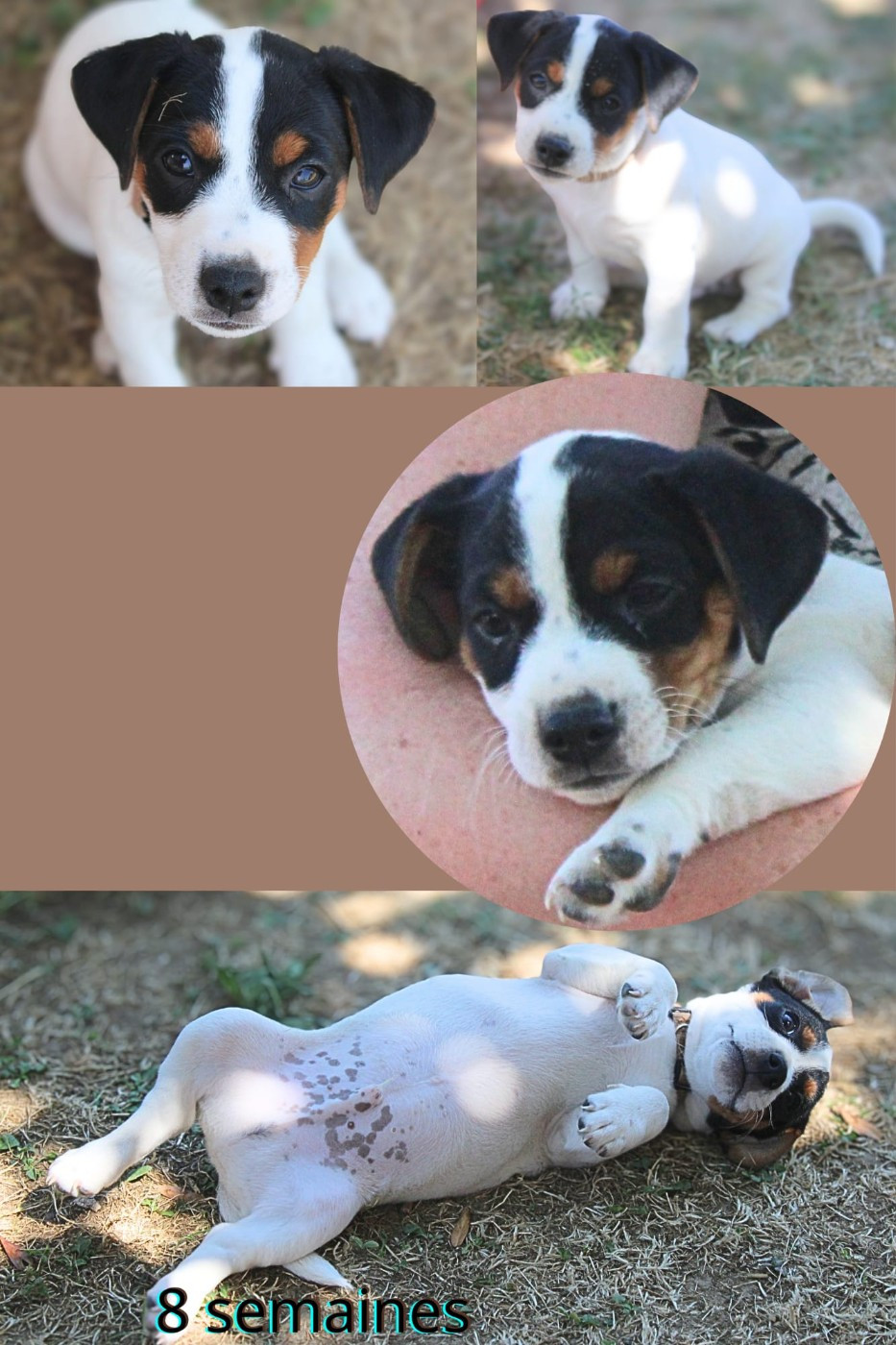 Du Domaine Des Palleteaux - Chiots disponibles - Parson Russell Terrier