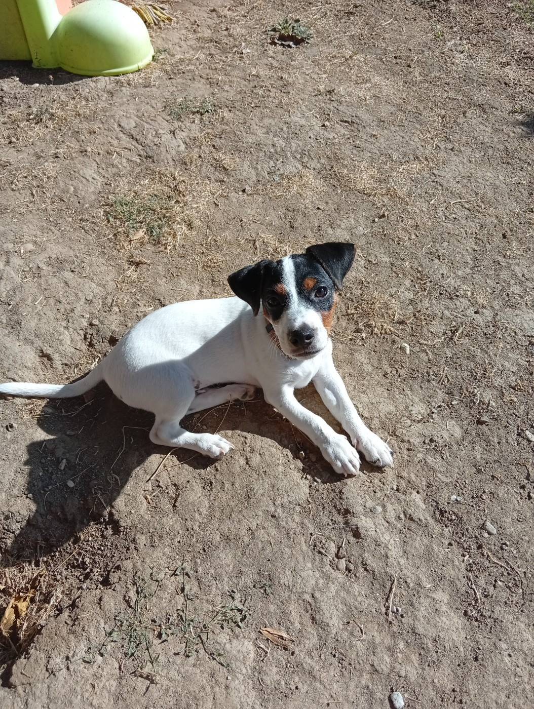 Du Domaine Des Palleteaux - Chiots disponibles - Parson Russell Terrier
