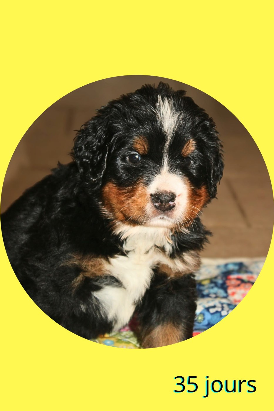 Du Domaine Des Palleteaux - Chiots disponibles - Bouvier Bernois