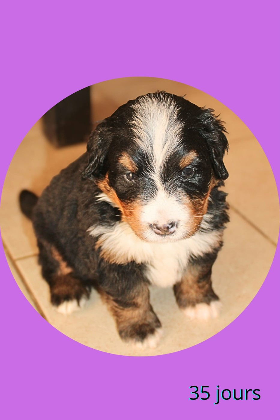 Du Domaine Des Palleteaux - Chiots disponibles - Bouvier Bernois