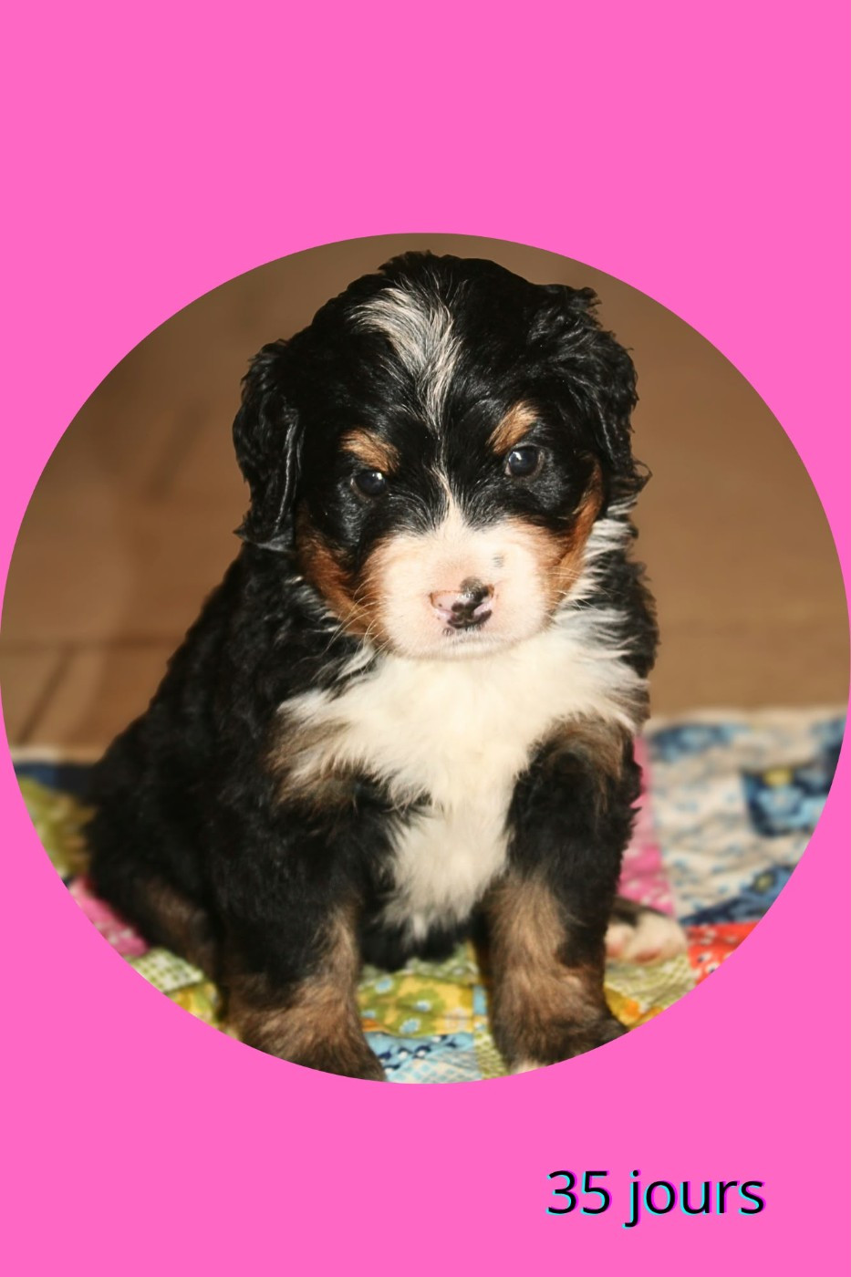 Du Domaine Des Palleteaux - Chiots disponibles - Bouvier Bernois