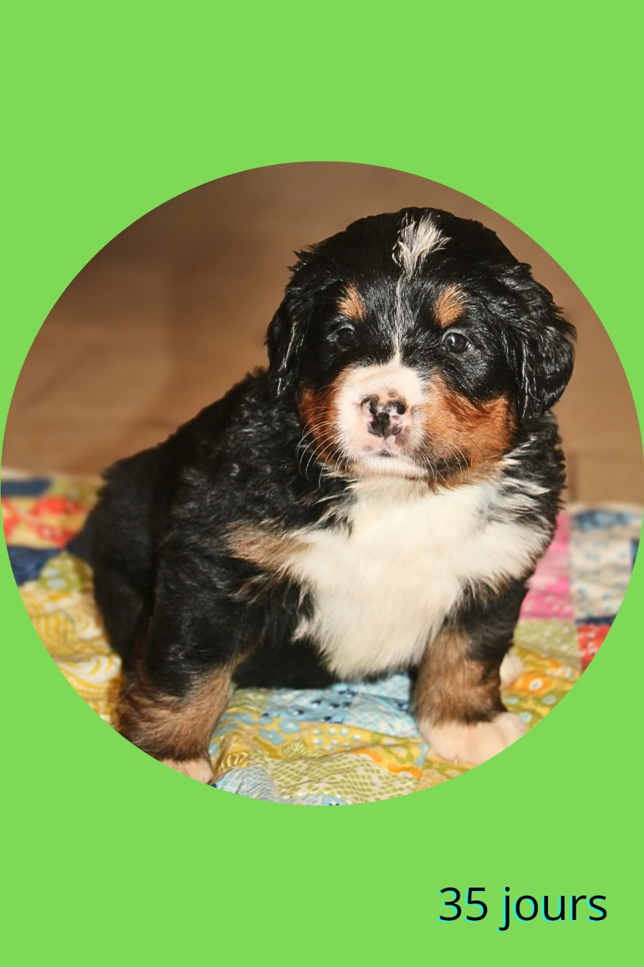 Du Domaine Des Palleteaux - Chiots disponibles - Bouvier Bernois