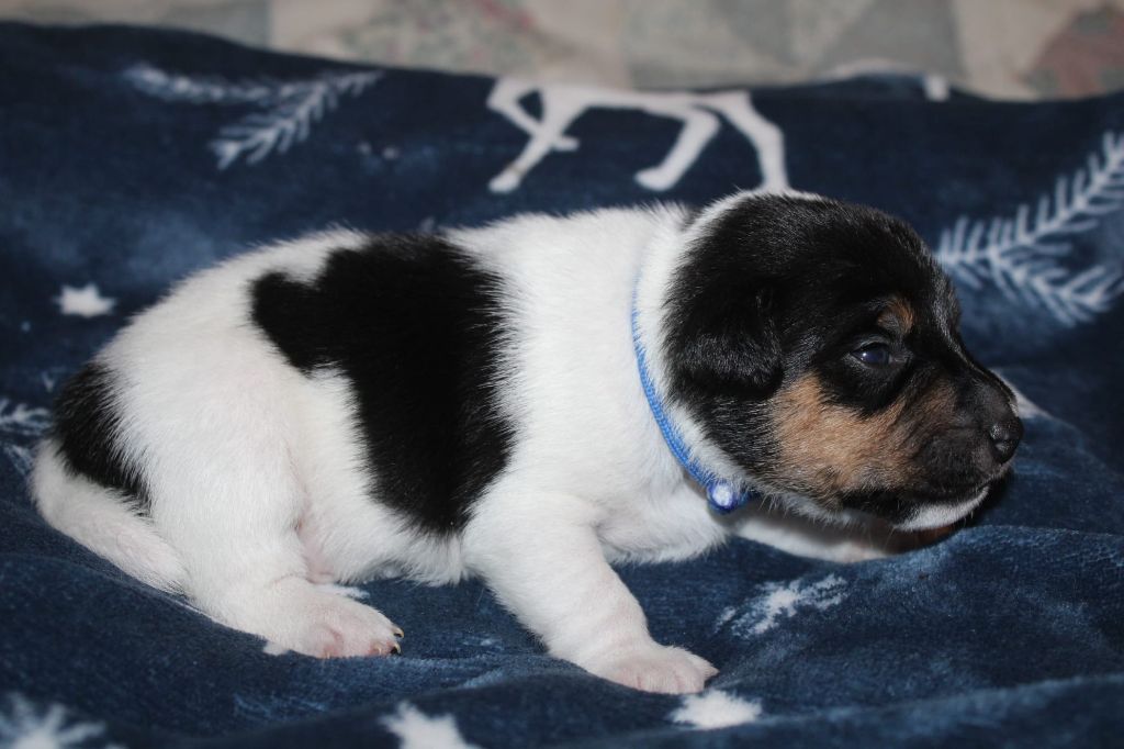 Du Domaine Des Palleteaux - Chiots disponibles - Parson Russell Terrier