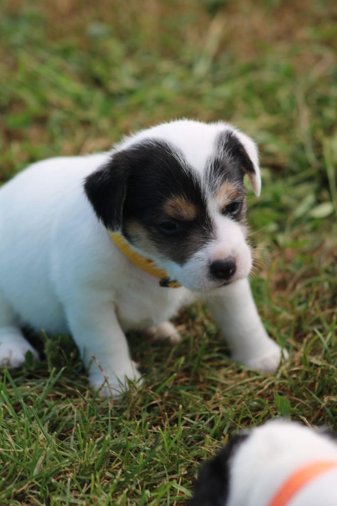 Du Domaine Des Palleteaux - Parson Russell Terrier - Portée née le 11/07/2024