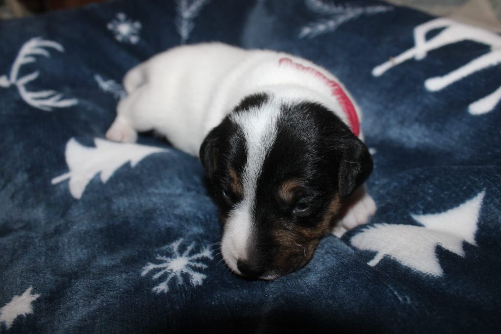Du Domaine Des Palleteaux - Chiots disponibles - Parson Russell Terrier