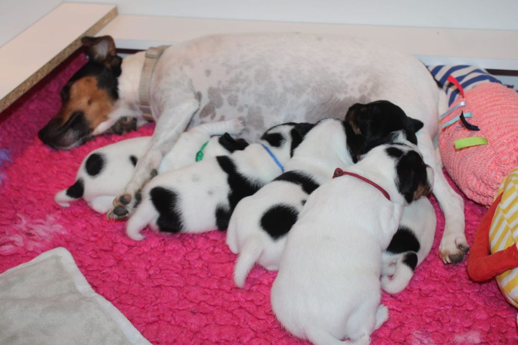 Chiot Parson Russell Terrier Du Domaine Des Palleteaux