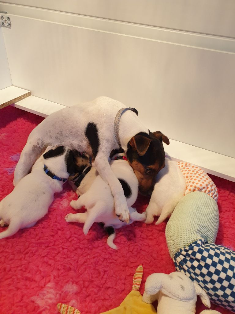 Du Domaine Des Palleteaux - Parson Russell Terrier - Portée née le 31/10/2023