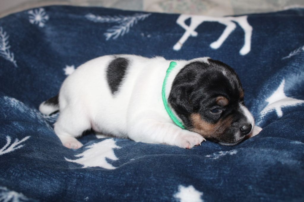 Du Domaine Des Palleteaux - Chiots disponibles - Parson Russell Terrier